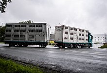 T&ouml;nnies-Schlachtbetrieb - Foto: David Inderlied/dpa