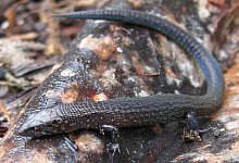 Echse - Foto: Sernanp/dpa