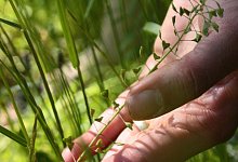 Hirtentäschelkraut - Foto: Mascha Brichta