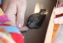 Spatz "Jimmy" f&uuml;hlt sich im Karton wohl. - Vera Gerstendorf-Welle