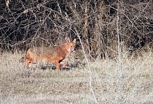 Goldschakal - Mihai Marinov/DDNI/dpa