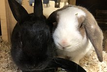 Tierheim Bad Salzuflen - Sven Kienscherf