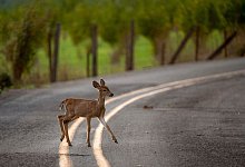 Reh in der Abendd&auml;mmerung - Robin Loznak/ZUMA Wire/dpa