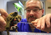 Tierarzt Dr. Carsten Plischke schaut sich die rollende Gehhilfe von Schildkr&ouml;te "Blade" an. Der Veterin&auml;rmediziner klebte Legosteine seines Sohnes unter den Panzer des Tiers. - TOBIAS SCHREINER