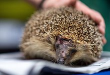 T&ouml;dliche Gefahr f&uuml;r Igel - Marius Becker/dpa