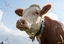 Kuh - Foto: Matthias Balk/dpa