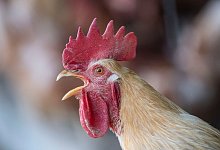 Kr&auml;hender Hahn - Patrick Seeger/dpa/Symbolbild