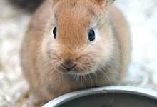 Kaninchen - Foto: Caroline Seidel