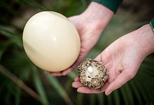 Brutzeit im Vogelpark Walsrode - Foto: Sina Schuldt/dpa