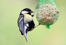 Meisenkn&ouml;del - 1 - Pixabay/steffen-v