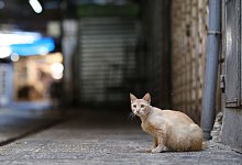 Straßenkatze - Shadi Jarar\\\'ah/APA Images via ZUMA Wire/dpa