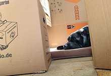 Ein Hund liegt inmitten von Umzugskartons - Katja Sponholz/dpa-tmn