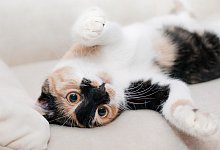 Richtig oder Falsch? - Symbolbild: Pixabay