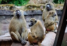 Guinea-Paviane im Tiergarten N&uuml;rnberg - Daniel Karmann/dpa