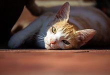 Katze - Foto: Mohssen Assanimoghaddam/dpa