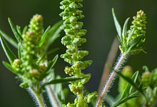 Ambrosia - Patrick Pleul/dpa-Zentralbild/ZB