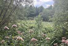 SL Moorstich - 1 - Cordula Gröne