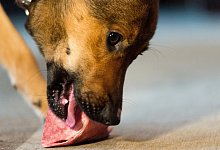 Frischfleisch f&uuml;r Hunde - Foto: Monika Skolimowska/dpa