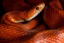 Kornnatter - Foto: Klaus-Dietmar Gabbert/dpa-tmn