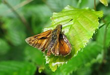 dickkopffalter - 1 - Symbolbild: Pixabay