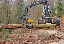 Auch mächtige Stämme sind für den Harvester, der von Wolfgang Steffenfauseweh gesteuert wird, kein Problem. Links am Stamm sind die Spuren der mit scharfen Zacken belegten Räder zu sehen, die den Stamm weitertransportieren. Das Entasten eines solchen Stammes dauert nur wenige Sekunden. - Gunter Held