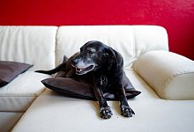 Hundetagesst&auml;tte auf dem Friederikenhof - picture alliance / dpa