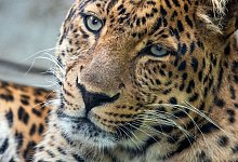 Leopard - Foto: Jens B&uuml;ttner/dpa-Zentralbild/ZB