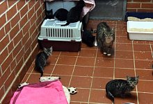 Katze Mama mit ihren eigenen und angenommenen Babys. - Freya K&ouml;hring