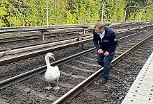 Schwan legt Hamburger U1 kurzzeitig lahm - Hamburger Hochbahn/dpa