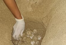 Schildkr&ouml;ten legen Eier an Urlauberstr&auml;nden - CAIB/dpa