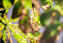 Miniermotte schadet Kastanien - Christoph Soeder/dpa