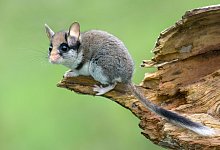 Gartenschl&auml;fer - Ji?&iacute; Bohdal/naturfoto.cz/dpa