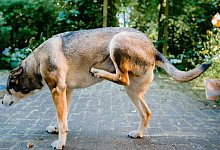 Ein Hund kratzt sich - Markus Scholz/dpa-tmn