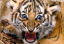 Indochinesischer Tiger - Waltraud Grubitzsch/dpa-Zentralbild/dpa