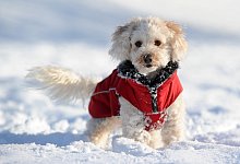 Hund mit Mantel im Schnee - Foto: Tobias Hase/dpa-tmn