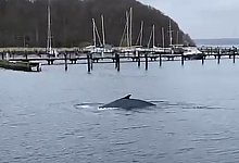 Buckelwal - Jan Philip Leon/dpa