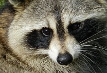 Waschbär - 1 - Pixabay