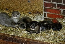 Zwergotter-Nachwuchs im Tierpark Neum&uuml;nster - Verena Kaspari/Tierpark Neum&uuml;nster/dpa