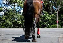 Eine Reiterin auf einem Pferd an einer Str&szlig;enkreuzung - Christin Klose/dpa-tmn