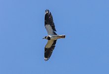 Kiebitz - Philipp von Ditfurth/dpa