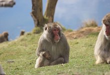 Japanmakaken im Highland Wildlife Park - Royal Zoological Society of Scotland/dpa