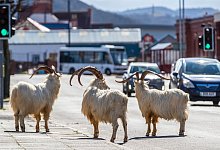 Ziegen in der Stadt - Peter Byrne/PA Wire/dpa