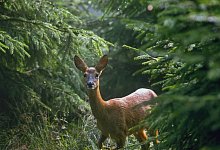 Reh - picture alliance / Arco Images (Symbolbild)