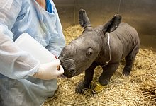 Breitmaulnashorn-Baby - Supplied/WERRIBEE OPEN RANGE ZOO/AAP/dpa