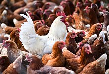 Legenhennen - Foto: picture alliance / Felix K&auml;stle/dpa