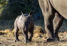 Ein Nashornkalb im Zinave Nationalpark. Mehr als 40 Jahre nach der Ausrottung von Nash&ouml;rnern in Mosambik, sind die ersten 19 der grauen Riesen wieder in das Land im s&uuml;dlichen Afrika eingef&uuml;hrt worden. - Peace Parks Foundation/dpa