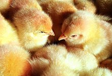 M&auml;nnliche K&uuml;ken - Foto: Bernd W&uuml;stneck