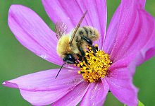 Biene - Foto: Wolfgang Kumm/dpa