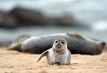 Seehunde in Gro&szlig;britannien - Foto: Joe Giddens/PA Wire/dpa