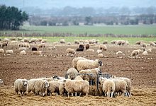Schafe in Gro&szlig;britannien - Foto: Danny Lawson/PA Wire/dpa